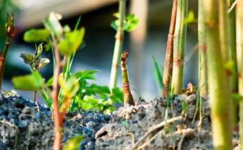 Japanese Knotweed site visit survey and removal