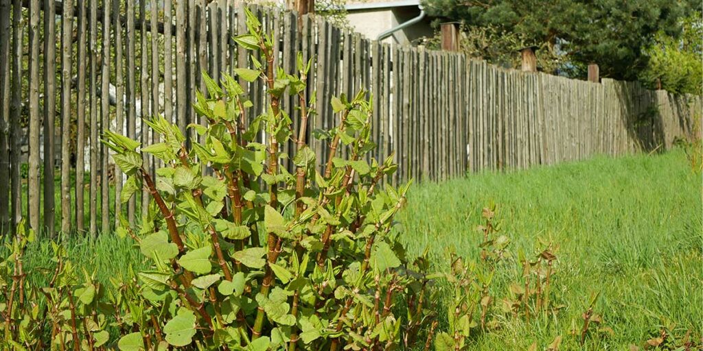 Japanese Knotweed Removal Domestic and Commercial Devon Somerset