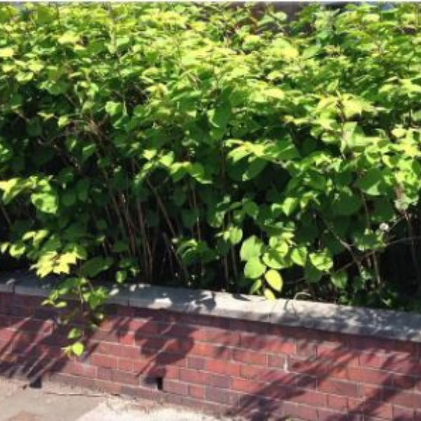 Japanese Knotweed Removal and Control Services