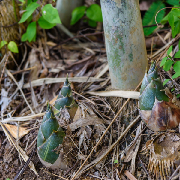 Devon Knotweed - Bamboo removal