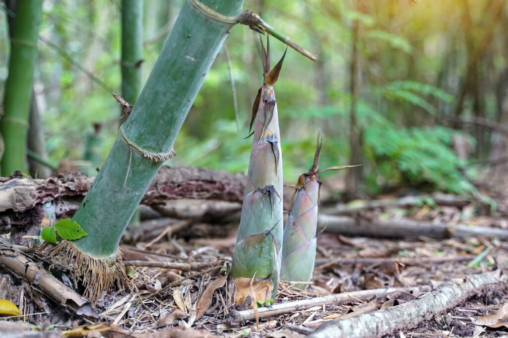 Bamboo Shoot - Devon Knotweed - Bamboo removal