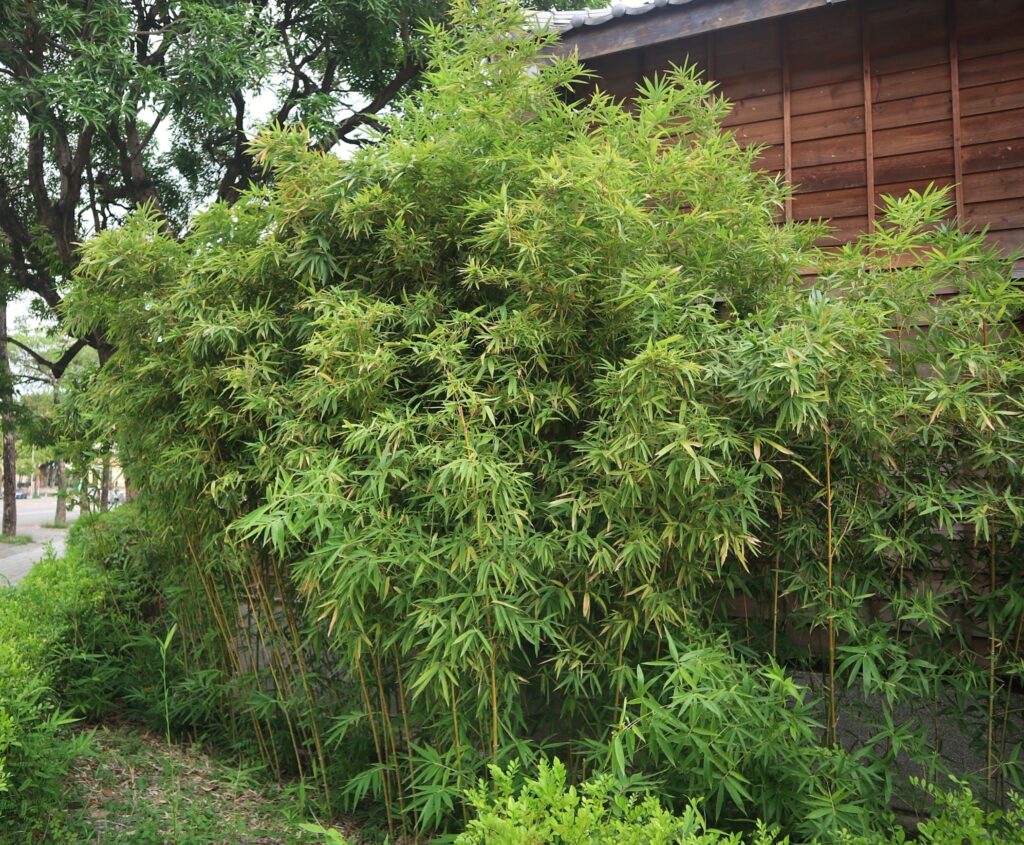 Devon Knotweed - Bamboo removal